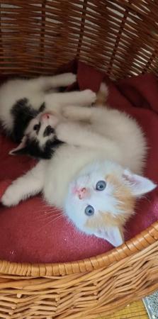 Image 2 of Beautiful kittens now available