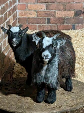Image 2 of Pygmy Goats wethers Registered