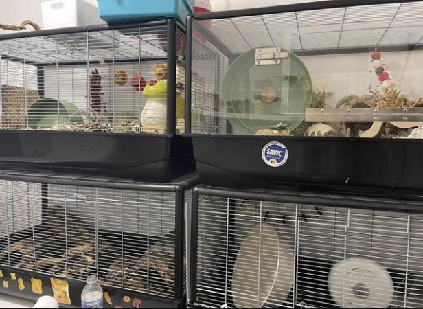 Image 2 of Savic plaza hamster cages