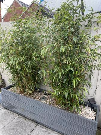 Image 2 of 8 x 5/6ft outdoor Bamboo plants