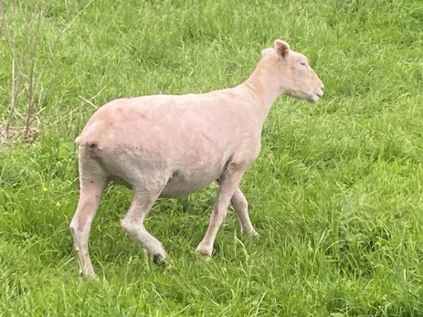 Image 2 of 2 lovely Poll Dorset Breeding Ewes