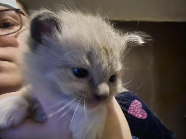 Image 2 of Gorgeous ragdoll kitten for sale *READY NOW*