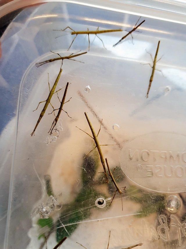 Preview of the first image of Indian stick insect nymphs for sale.