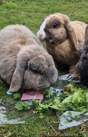 Image 1 of Two bonded rabbits dwarf lop and mini lop