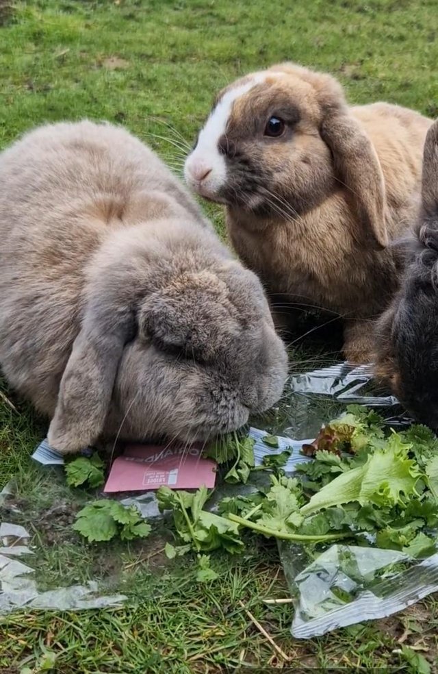 Preview of the first image of Two bonded rabbits dwarf lop and mini lop.