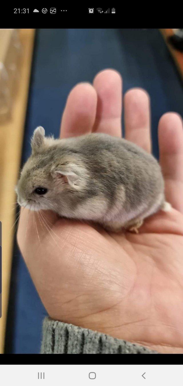 Preview of the first image of Russian Dwarf Hamsters Available Now.