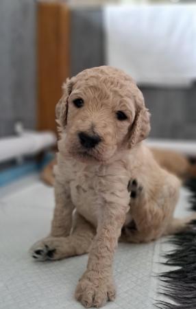 Image 1 of Standard poodle puppies