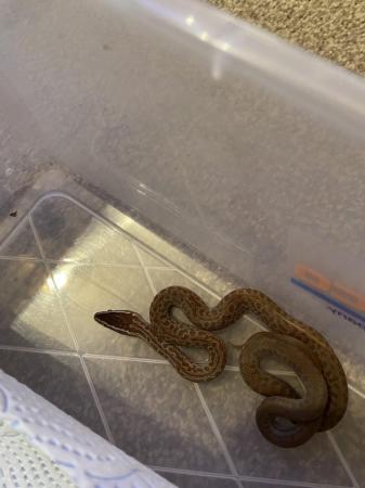 Image 2 of For sale cb23 house snakes (boaedon capensis )