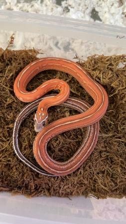 Image 5 of Scaleless tessera corn snake.