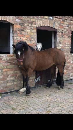 Image 2 of Roxy 14hh part bred welsh D mare