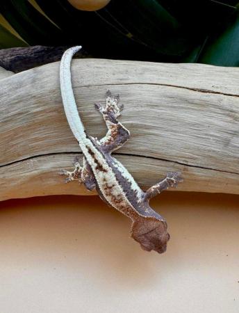 Image 4 of Frappuccino crested gecko baby