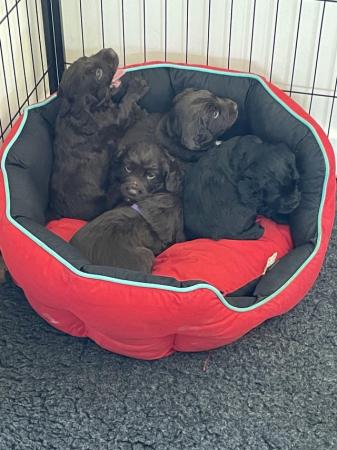 Image 2 of KC Cocker spaniel puppies for sale