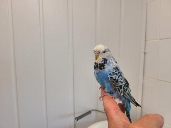 Image 3 of Baby exhibition Budgies for sale