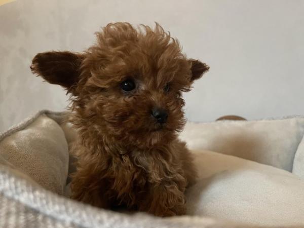 Image 9 of Toy Cavapoo puppies Available