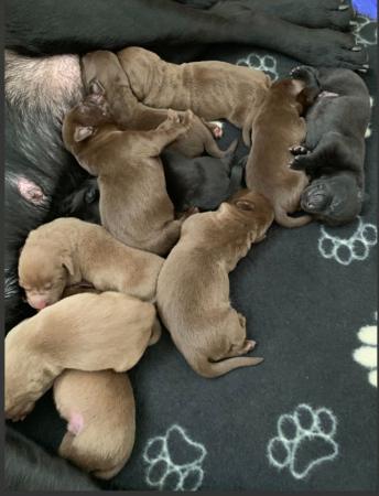 Image 9 of 2 weeks old Labrador puppies