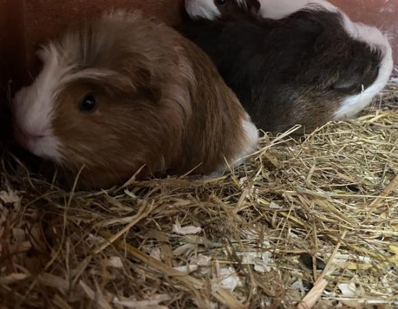 Image 8 of Baby Guinea pigs - males