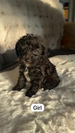 Image 4 of Lovely 11 week old jackapoo x poodles puppies for sale