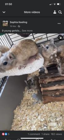 Image 5 of Eleven young gerbils really tame