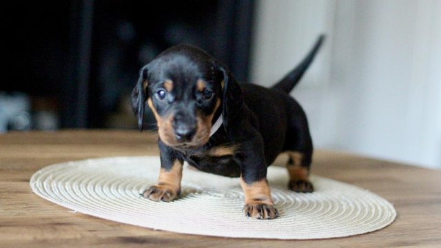 Image 16 of Ready Strong and Healthy Dachshunds