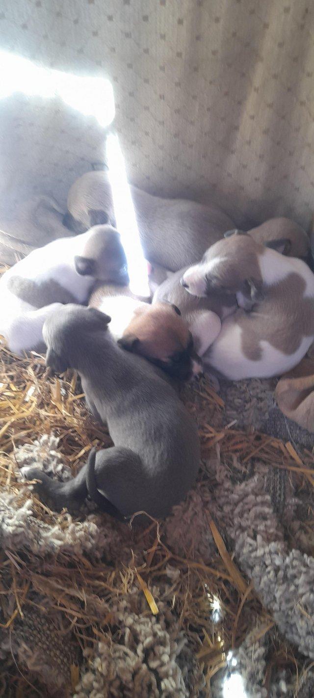 Preview of the first image of Kc registered whippet pups.