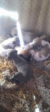 Image 1 of Kc registered whippet pups