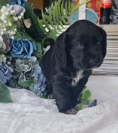 Image 2 of Kc registered cocker spaniel pups ready 25 th April
