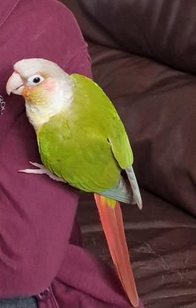 Image 2 of 1 year old Conure with cage and toys