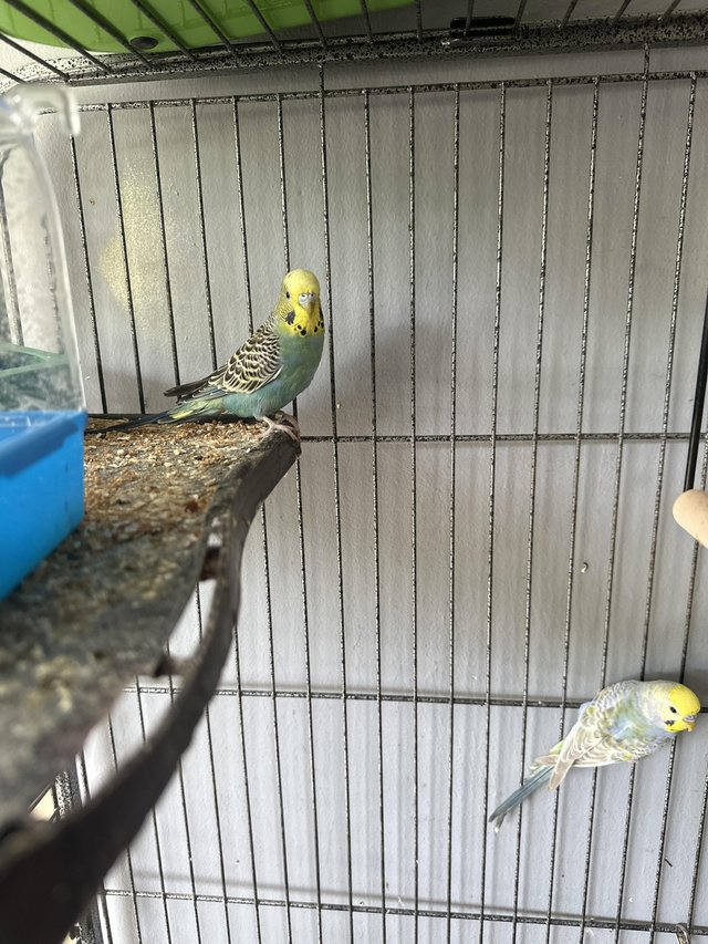 Preview of the first image of Two Rainbow Budgies. Semi trained..