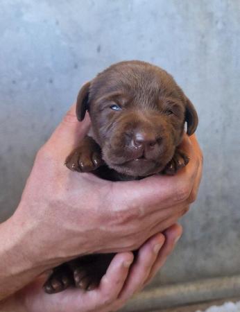 Image 12 of KC Chocolate Labrador puppies Ready October
