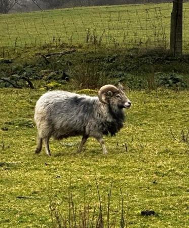 Image 3 of North Ronaldsay x breed ewe lambs