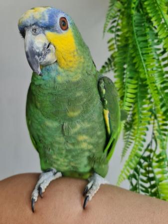 Image 1 of Hand reared Tame and Talking Amazon Parrot