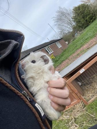 Image 5 of White male guinea pig for sale