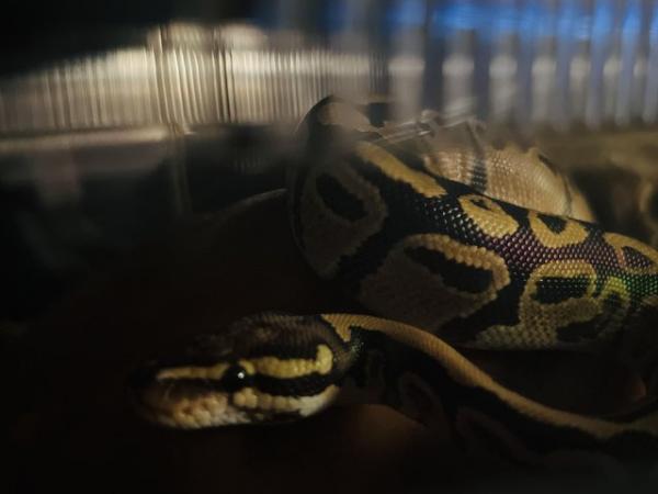 Image 3 of Female Ball Python (Fire yellow belly) with complete setup.