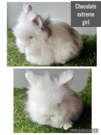 Image 11 of Stunning double mained lionhead babies