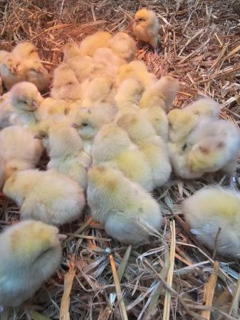 Image 3 of Hybrid chicks & point of lay, all females