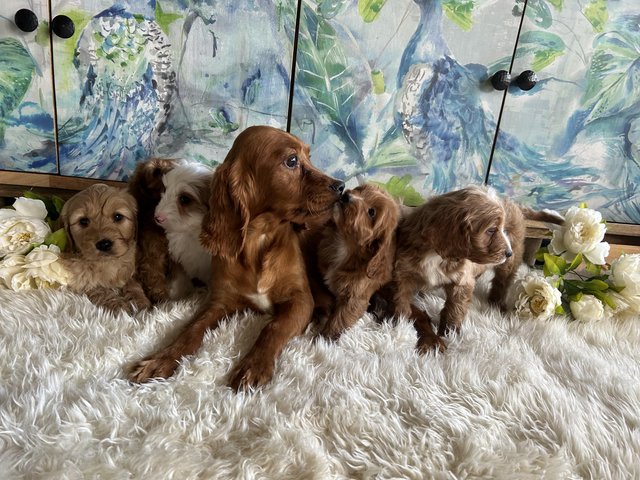 Cockapoo f1 for sales sale