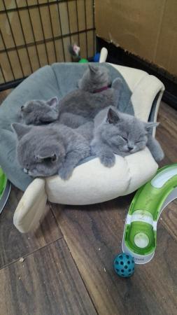 Image 12 of Gccf registered pure british shorthair ready 19th January