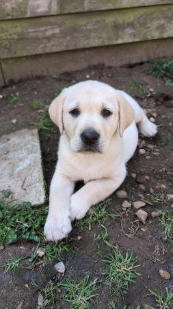 Image 3 of LABRADOR  KC REGISTERED HOME REARED PUPPY . READY NOW