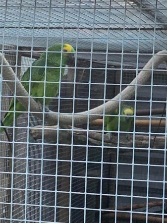 Image 1 of Wanted blue fronted amazon, location thetford
