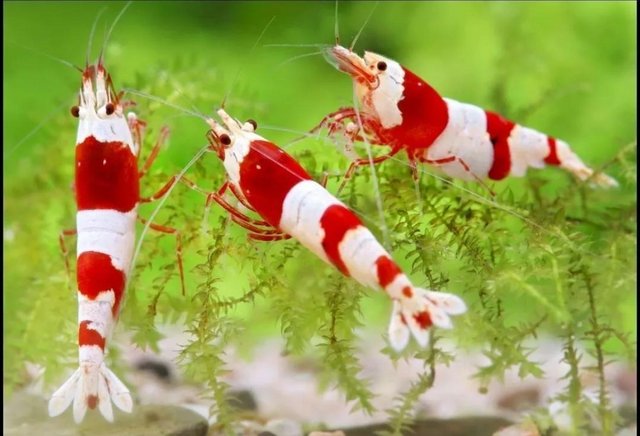 Image 1 of Wanted Shrimp, Wood Shrimp, Cherry Shrimp or similar