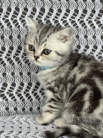 Image 6 of British shorthair tabby kittens