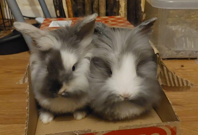 Image 1 of 2 male white & grey lionhead rabbits for sale
