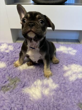 Image 20 of Last one left ready today  KC REG French bulldog puppies