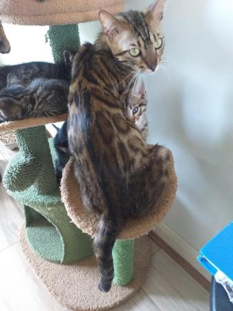 Image 5 of Bengal mix kittens for sale