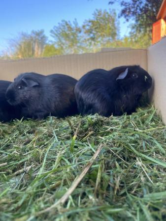 Image 3 of black male guinea pigs for sale