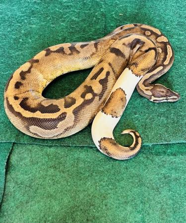 Image 1 of Adult male pied ball python
