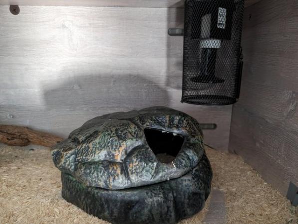 Image 4 of 3 year old Blue Eyed Lucy Royal Python with set-up