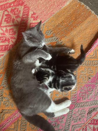 Image 6 of *two beautiful BOY kittens for sale, Tabby x British short*