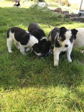 Image 5 of Border collie pups 3 males and 1 female