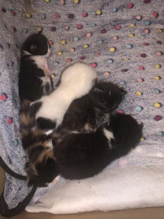 Image 6 of 4 beautiful kittens for sale